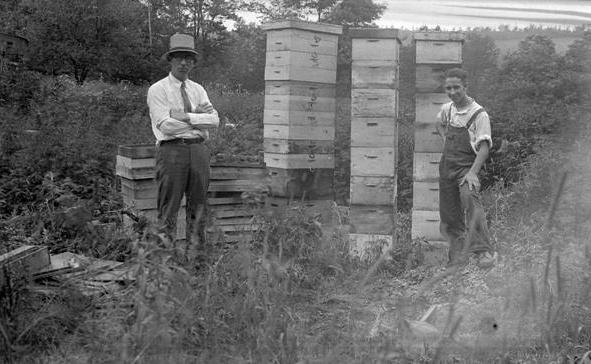 Apiary and beekeepers