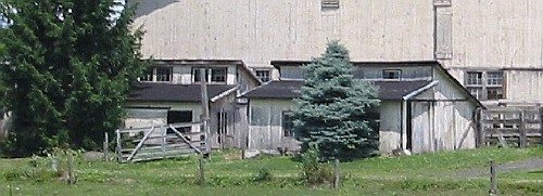 Hog houses with clerestory opens similar to those published in extension publications. Found in Delaware Township, Northumberland County