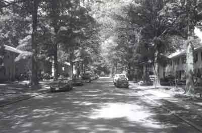 Example of street trees, Montgomery County