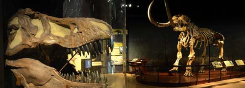 Life Through Time: a New Paleontology Experience at The State Museum