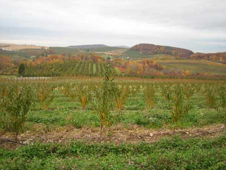 Adams County fruit belt, showing peach trees in the foreground and apple orchards beyond.