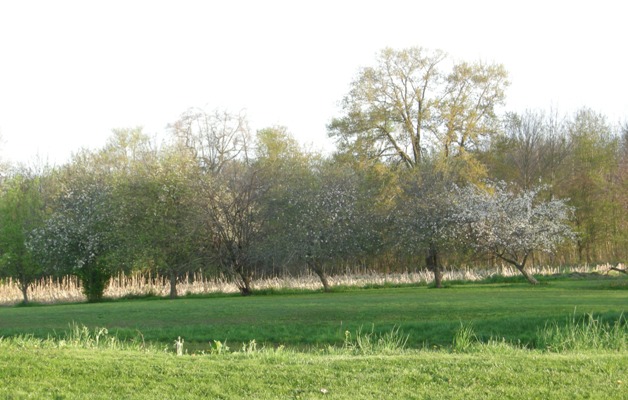 Orchard Remnant, Mercer County, date unknown