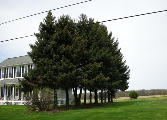 Evergreen Windbreak, Lawrence County, age unknown