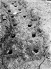 Double row of house postholes