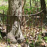 Tree grown around fence.