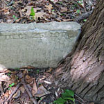 Tree with headstone embedded in trunk. 